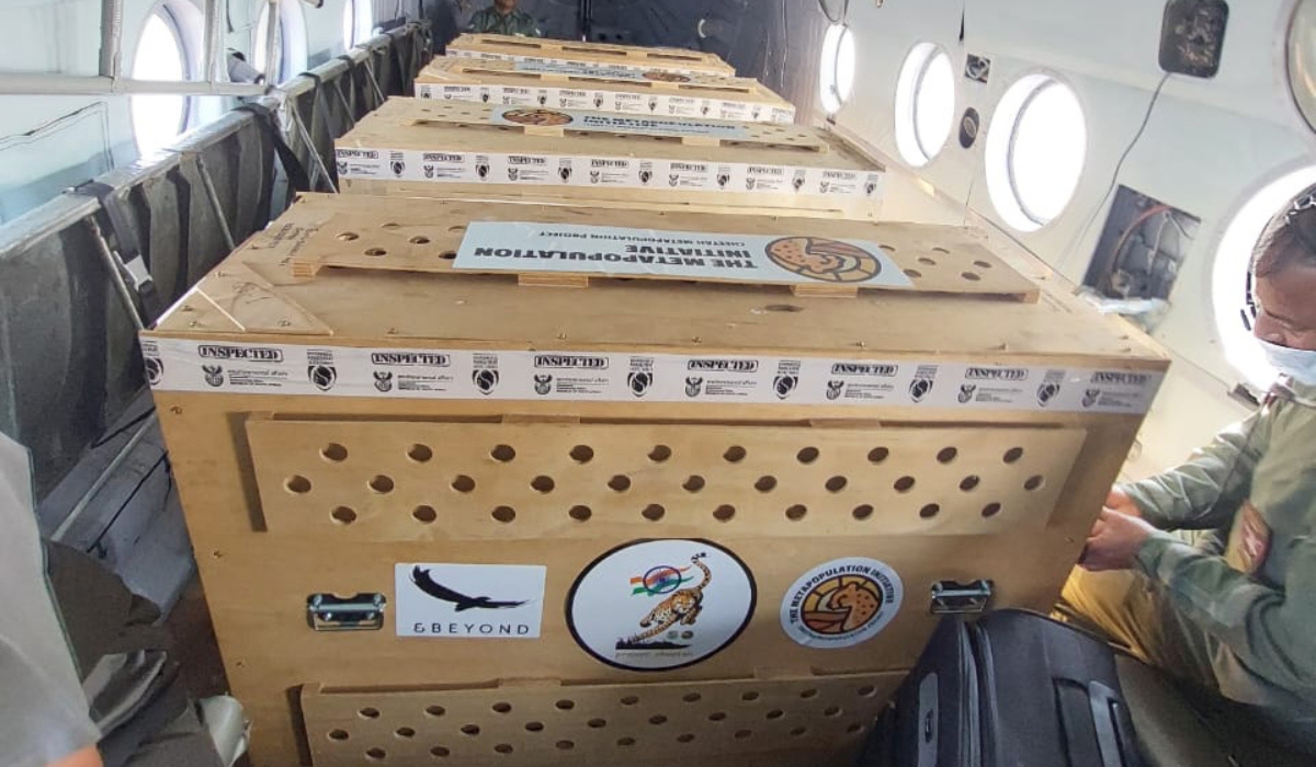 12 Cheetahs En Route to India
